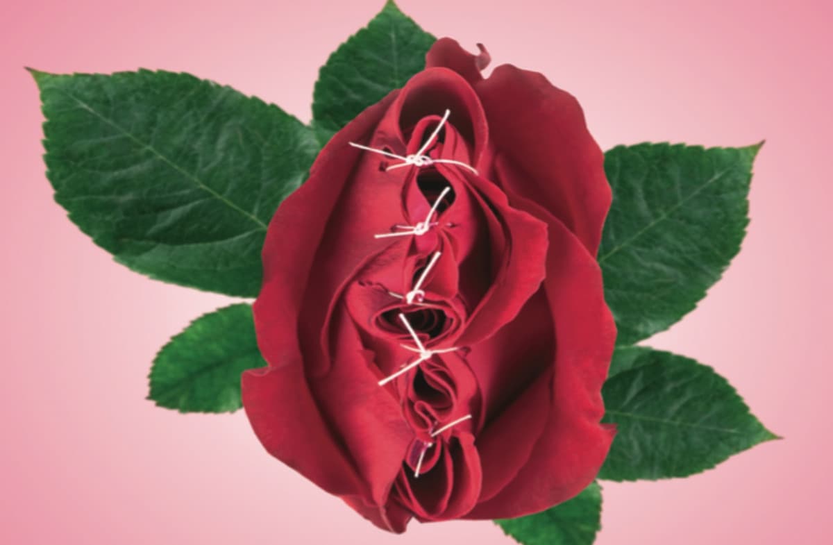 illustration röd ros som är ihopsydd med  vit träd gröna blad, rosa bakgrund 