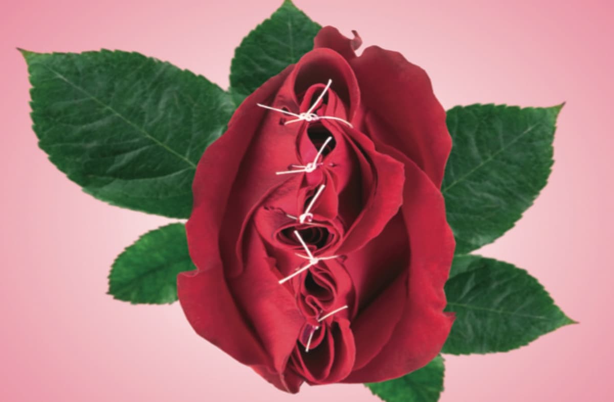 illustration röd ros som är ihopsydd med  vit träd gröna blad, rosa bakgrund 