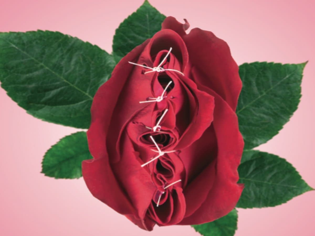 illustration röd ros som är ihopsydd med  vit träd gröna blad, rosa bakgrund 