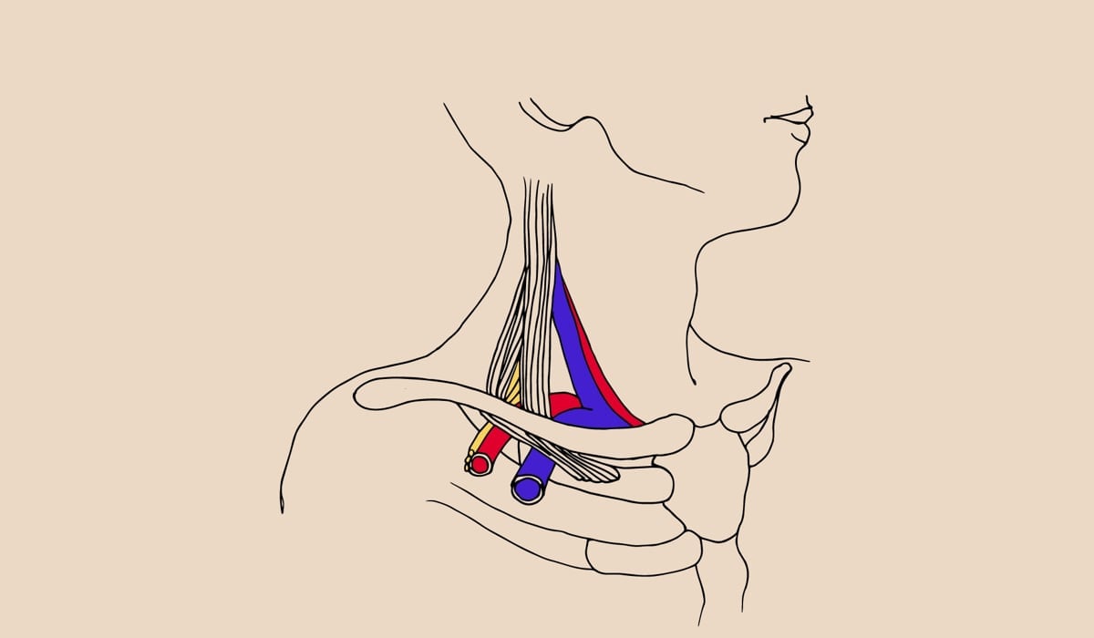 teckning av axel med färgade vener i rött och blått